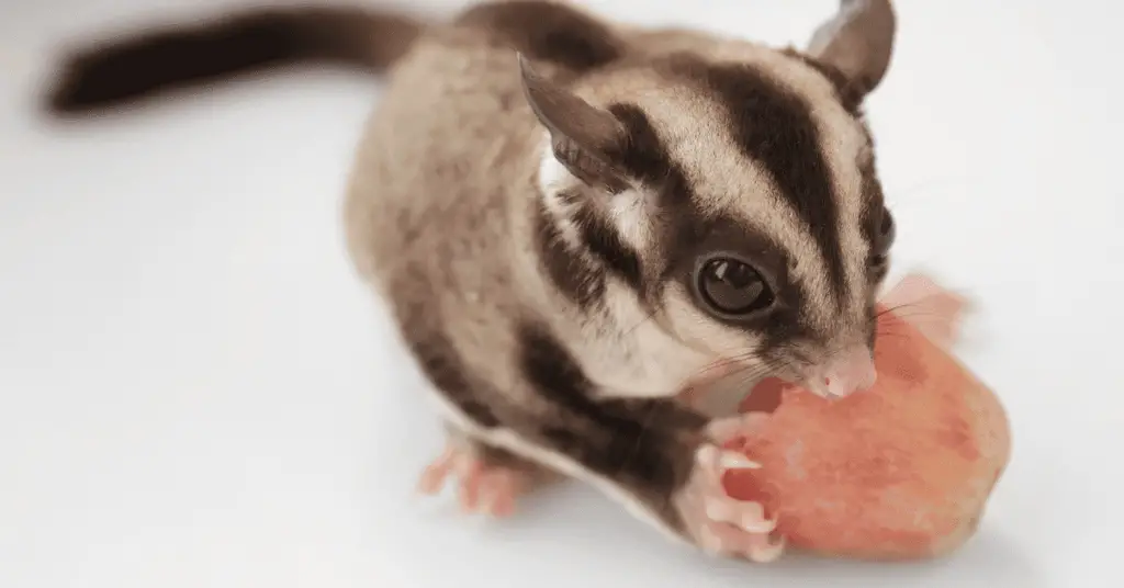 Ethical Considerations in Keeping Sugar Gliders