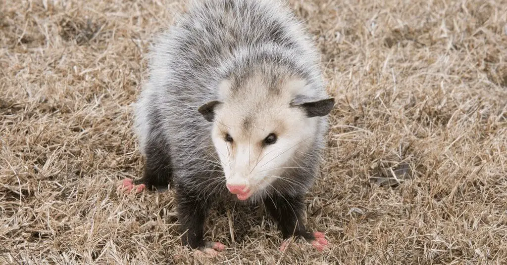 Health and Safety Of Opossums
