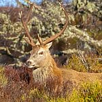 10 Interesting Animals in Italy - You Might Not Know 10 interesting animals in italy