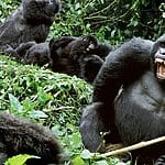 11 interesting animals in Uganda
