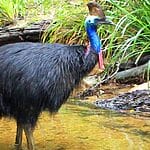 11 interesting animals in the daintree rainforest