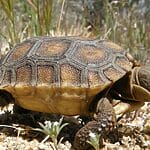 10 interesting animals in the mojave desert