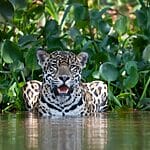 11 interesting animals in central America