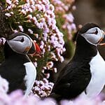 09 interesting animals in the atlantic ocean
