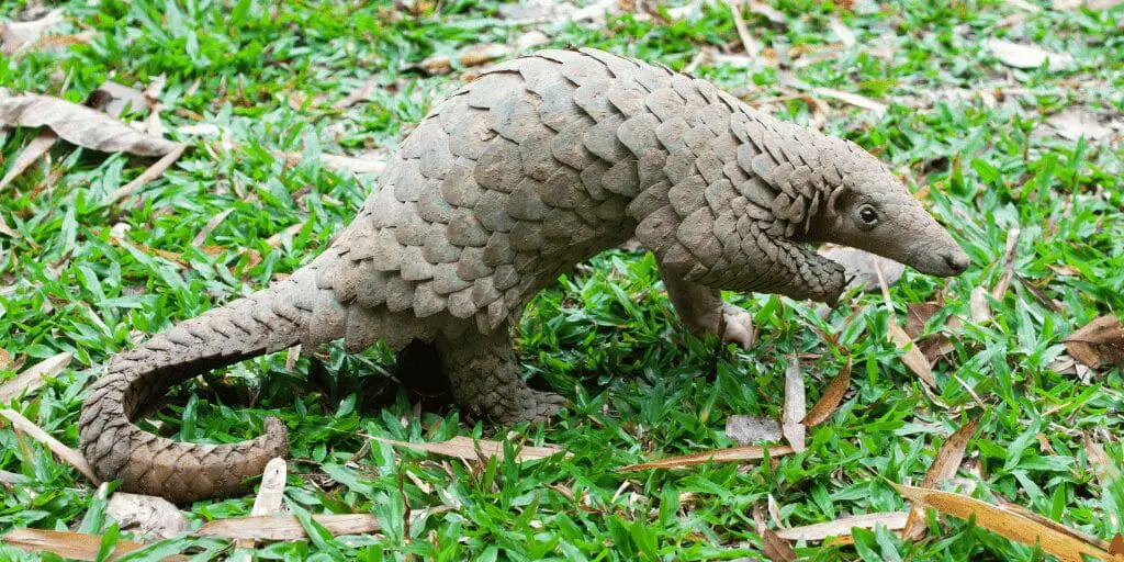 Animals That Look Like Anteaters