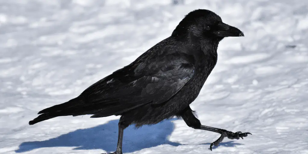 Creating a Suitable Habitat for Ravens