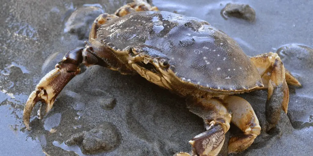 Diverse Sea Creatures of the Estuary