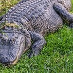 Do Alligators and Crocodiles Get Along?
