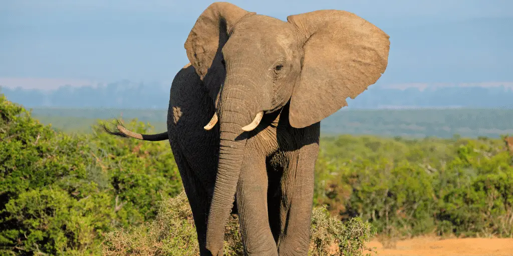 Animals With Big Noses - elephants