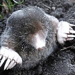 Exploring the World of Moles