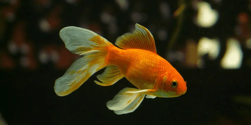 Goldfish - Challenging the Three Second Memory Myth
