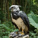 Harpy Eagle vs Bald Eagle