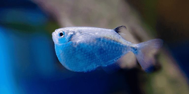 Mysterious Animals Of The Twilight Zone: Creatures Of Dusk