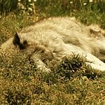 How Do Wolves Sleep