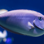 Iconic Fish Species