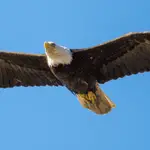 Identifying Features of Golden Eagles and Bald Eagles