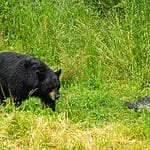 Identifying the Most Aggressive Bear Species