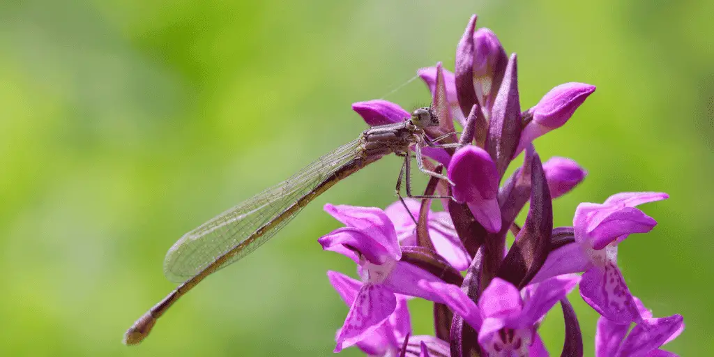 Insects The Tiny Inhabitants of Estuaries