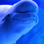 5 Types of Big Forehead Animals - A Fascinating Look Marine Marvels with Big Foreheads