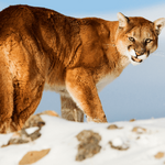 Mountain Lion_Cougar_ The Whistling Hunters of the Night