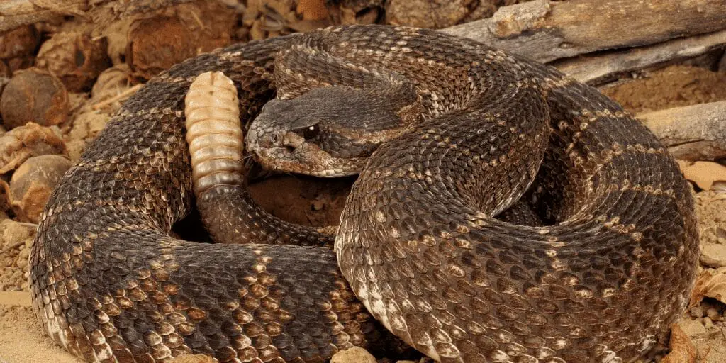 Rattlesnakes - Shedding More Than Just Skin