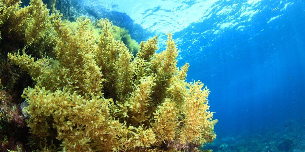 Sargassum