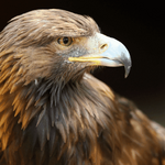 Size Comparison of Golden Eagles and Bald Eagles