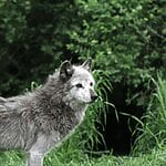 The Carnivorous Nature of Wolves