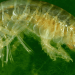 The Mysterious World of Amphipods