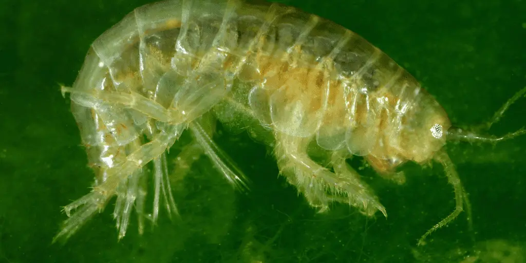 The Mysterious World of Amphipods - Animals in the Hadal Zone