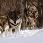 The Visual World of Wolves