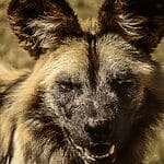 Training and Managing Dogs with Lion Fighting Instincts
