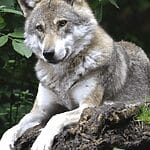Understanding Wolf Size