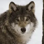 Understanding Wolves' Vision