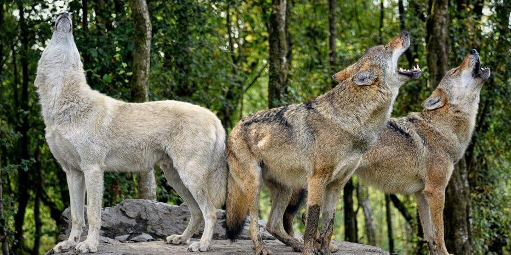 Wolves Bonding at Night