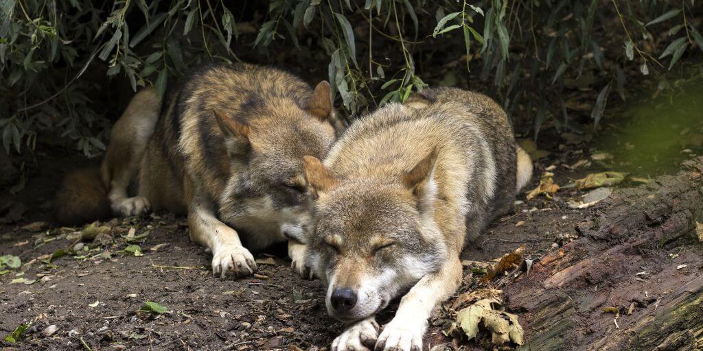 wolves sleeping
