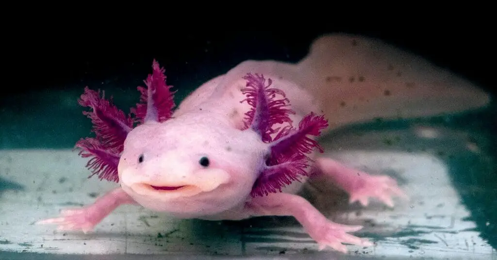 Axolotls Aquatic Wonders on the Edge of Extinction