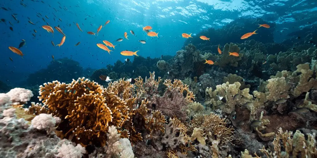 Ocean Life in Unique Zones