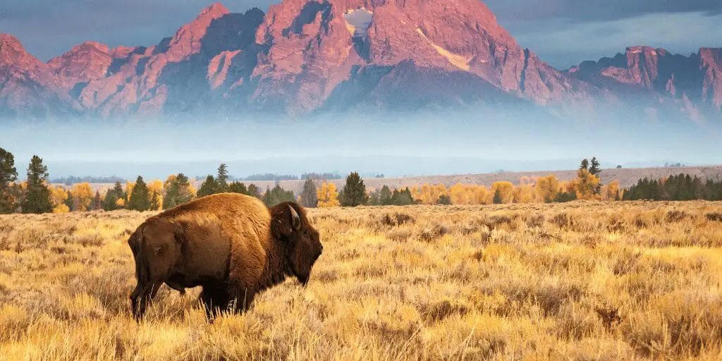 Animals in US National Parks