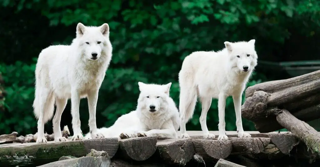 Arctic Wolves eating