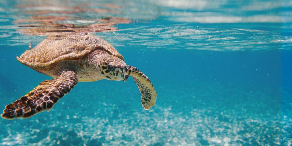 Green Sea Turtle