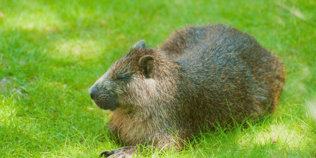 Jamaican Hutia