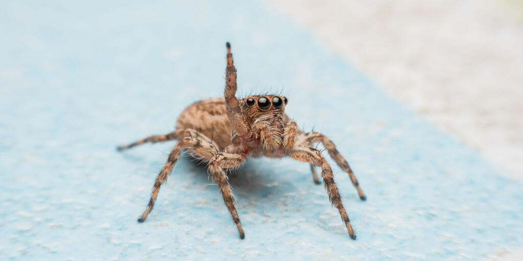 Jumping Spiders