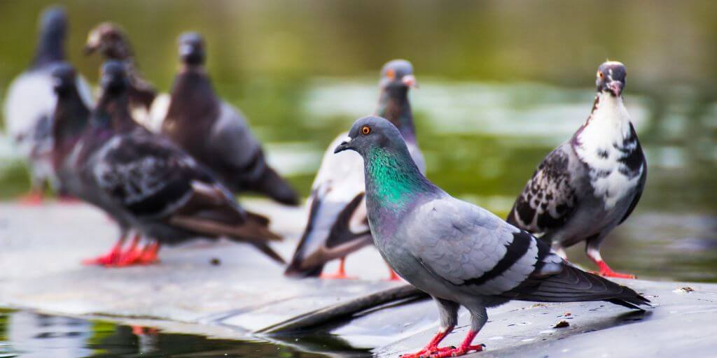 Pigeons