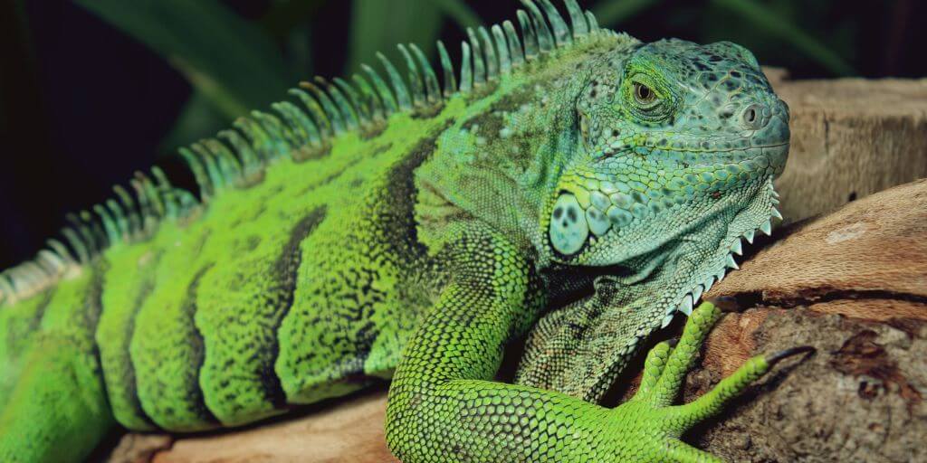 Reptiles