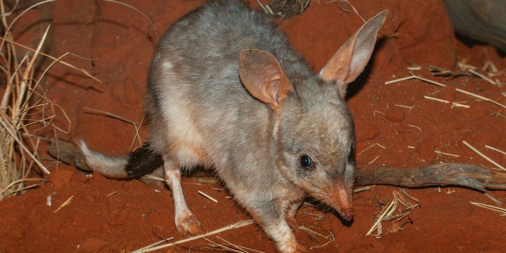 Bandicoots And Bilbies Size