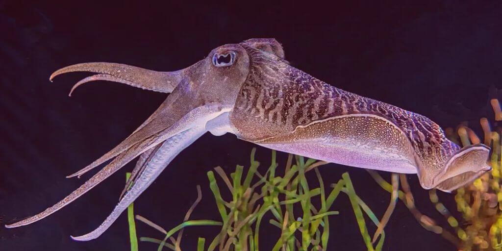 Cephalopods