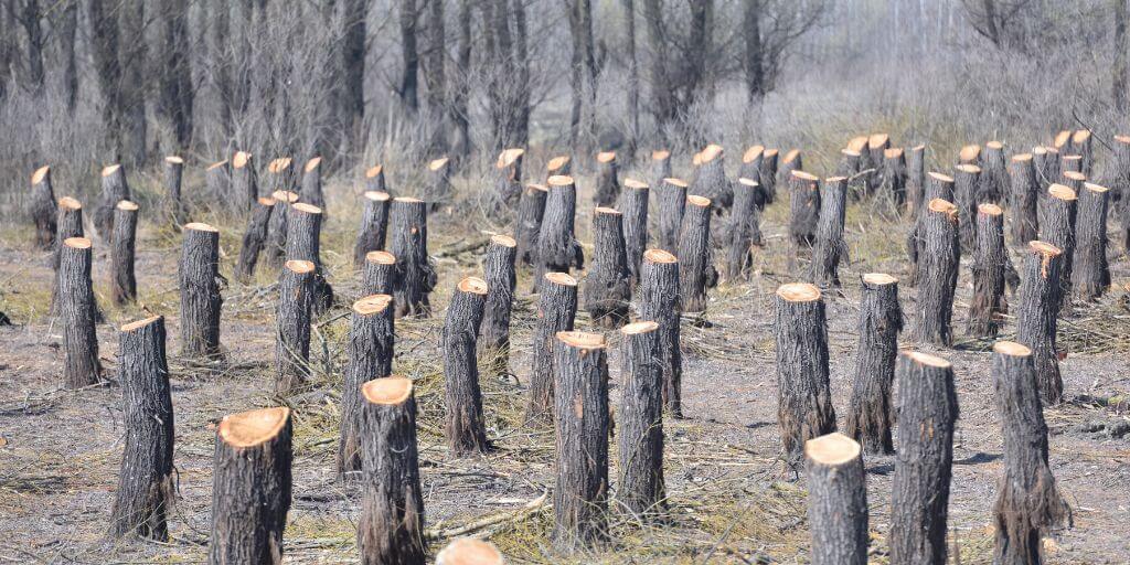deforestation