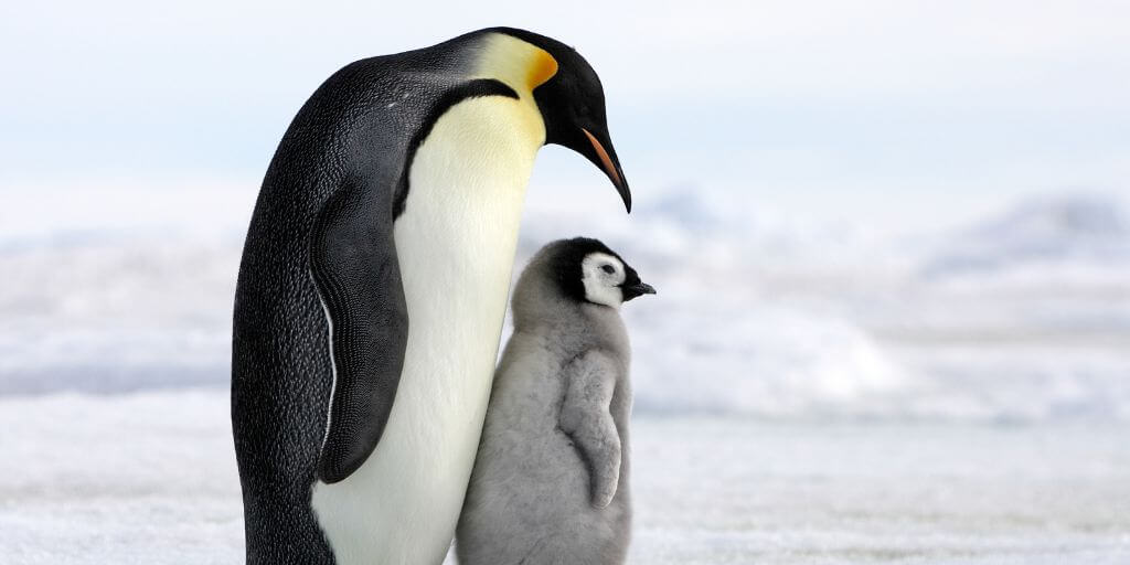 Emperor Penguins