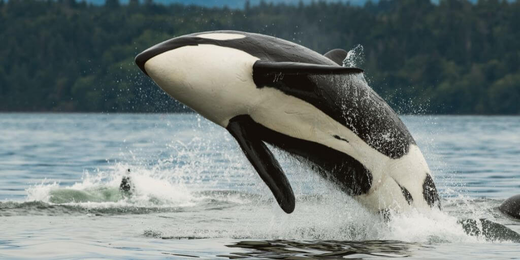 Killer Whale